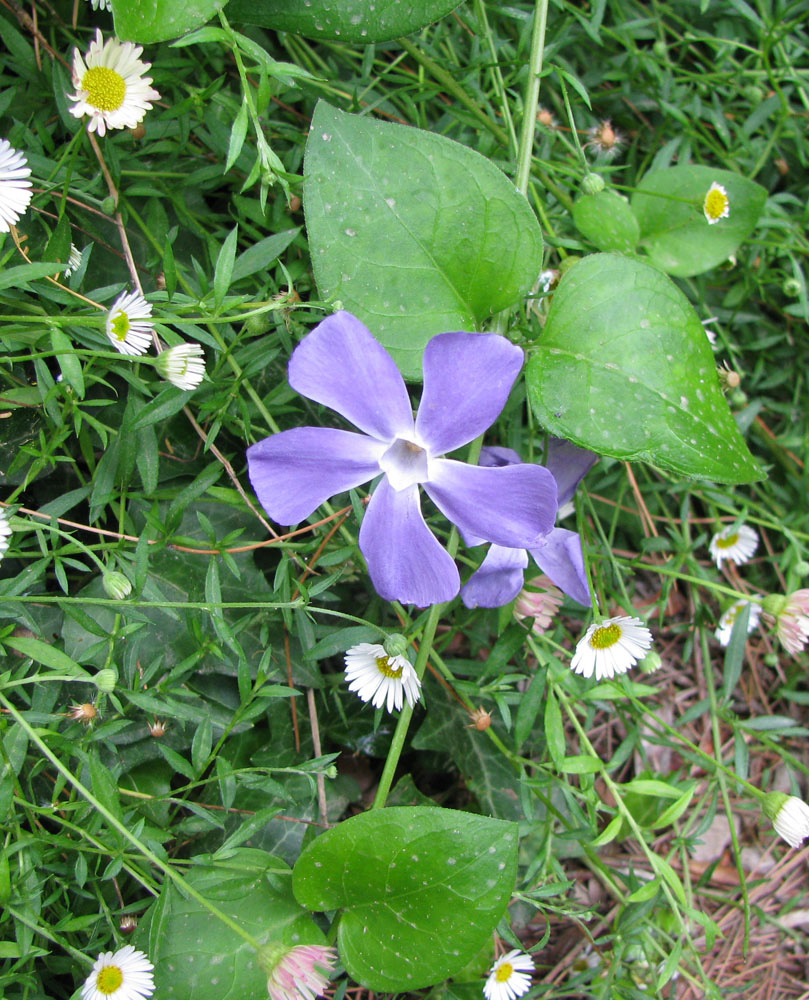 Image of Vinca major specimen.