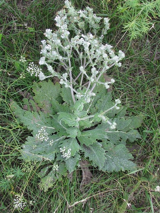 Изображение особи Salvia aethiopis.