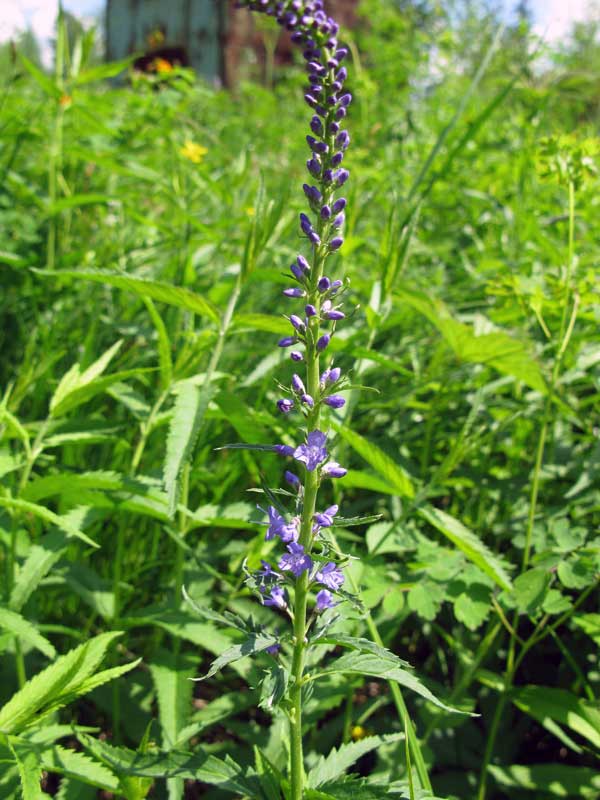 Image of Veronica longifolia specimen.