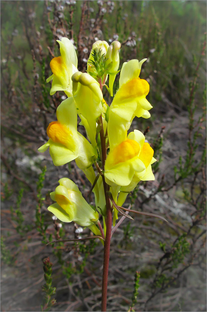 Изображение особи Linaria vulgaris.