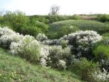 Prunus stepposa. Заросли цветущих растений в балке. Ростовская обл., г. Новочеркасск, бугры. 21.04.2012.