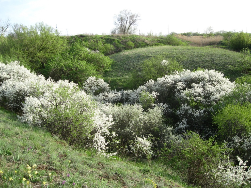 Изображение особи Prunus stepposa.