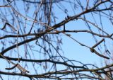 genus Betula. Веточки с покоящимися почками и соцветиями. Германия, г. Кемпен, в городском саду. 05.03.2013.