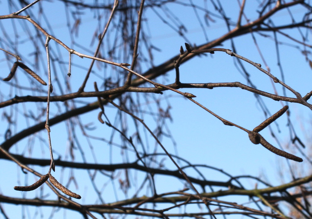 Image of genus Betula specimen.