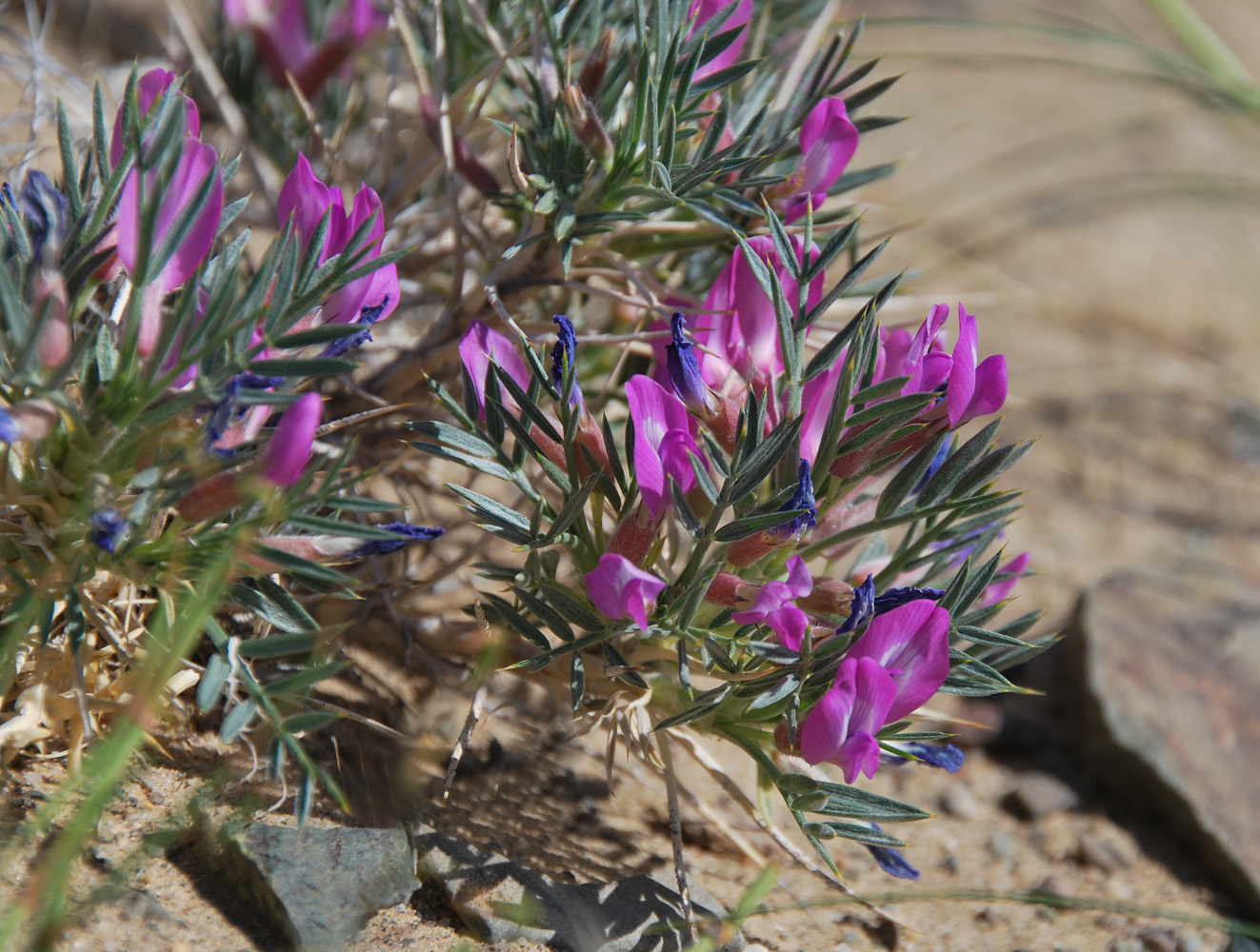Image of Oxytropis aciphylla specimen.