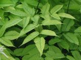 Aruncus dioicus