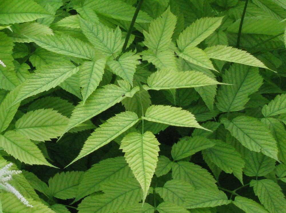 Image of Aruncus dioicus specimen.