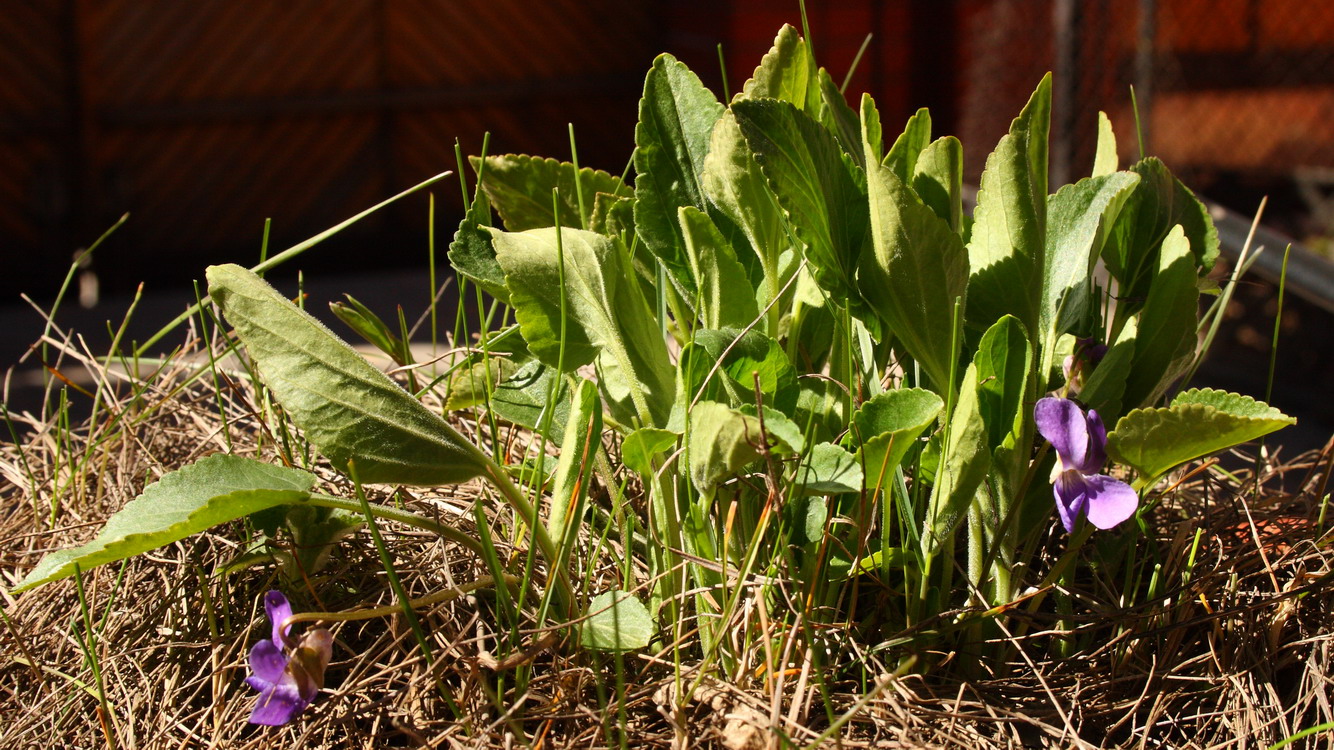 Image of Viola ambigua specimen.