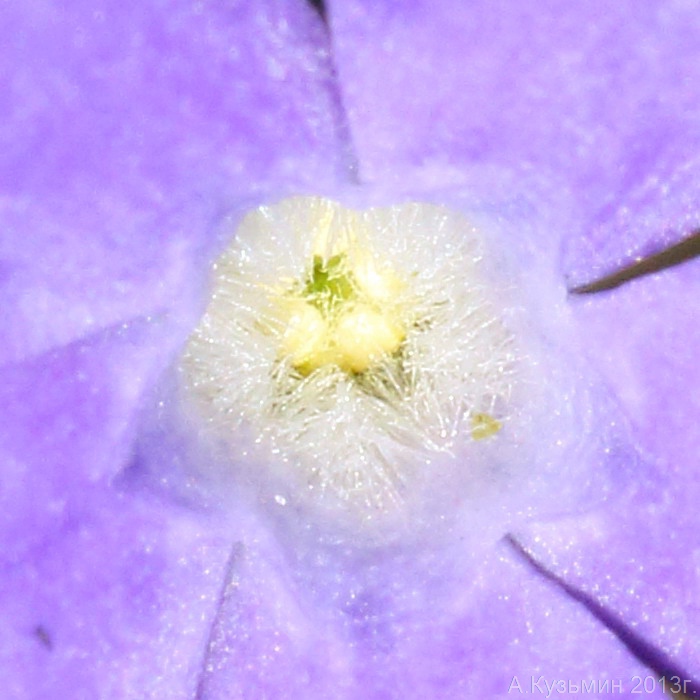 Image of Vinca herbacea specimen.