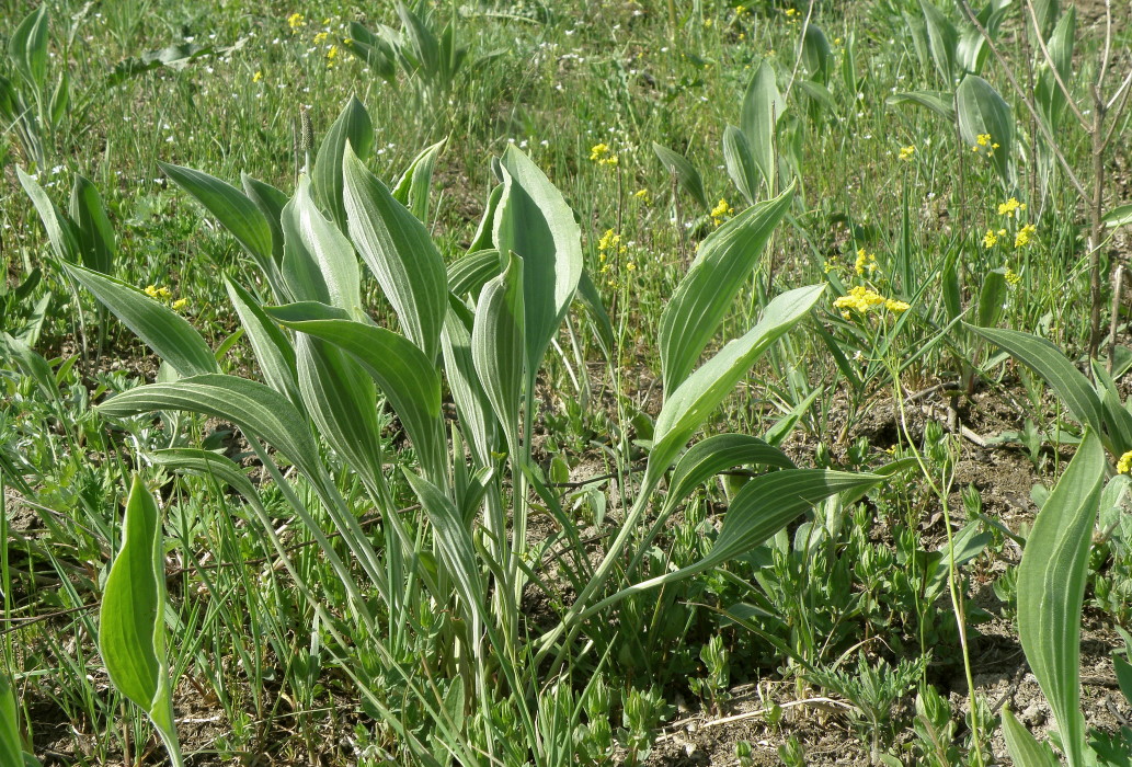 Image of Plantago maxima specimen.