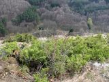 Juniperus hemisphaerica