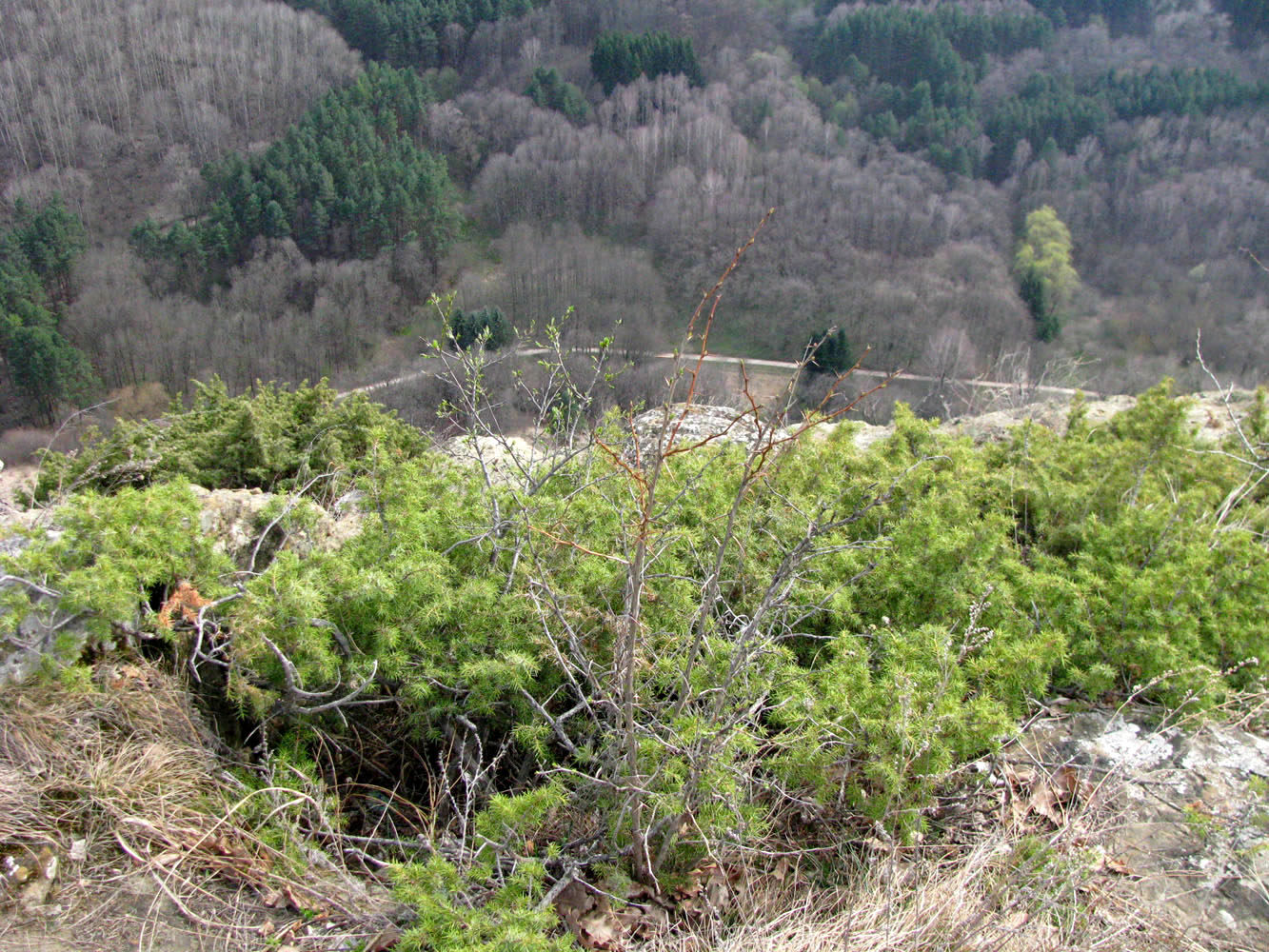 Image of Juniperus hemisphaerica specimen.