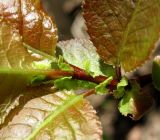 Salix pyrolifolia. Часть молодого побега. Архангельская обл., Пинежский р-н, окр. Пинежского заповедника, берег р. Пинега. 29.05.2013.