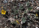 Potentilla sericea