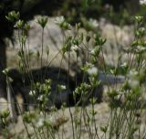 Arenaria pseudacantholimon