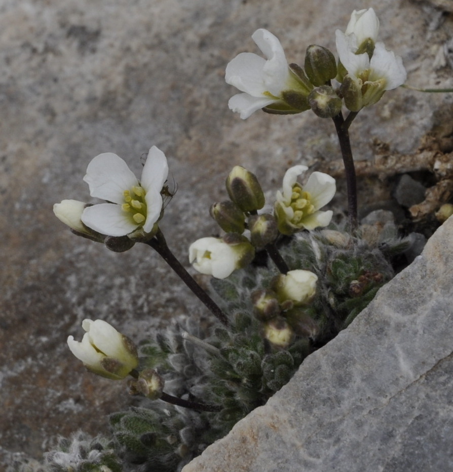 Изображение особи Arabis bryoides.