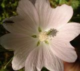Malva thuringiaca