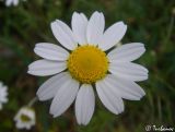 Anthemis