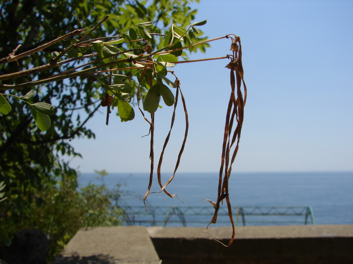 Image of Hippocrepis emeroides specimen.