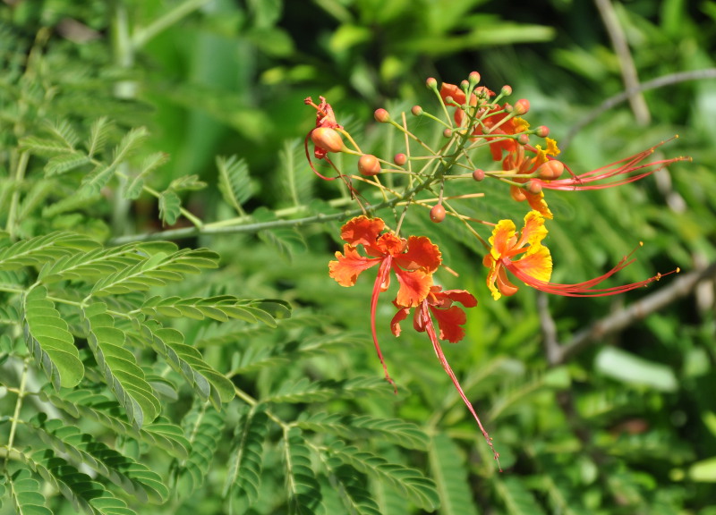 Image of Caesalpinia pulcherrima specimen.