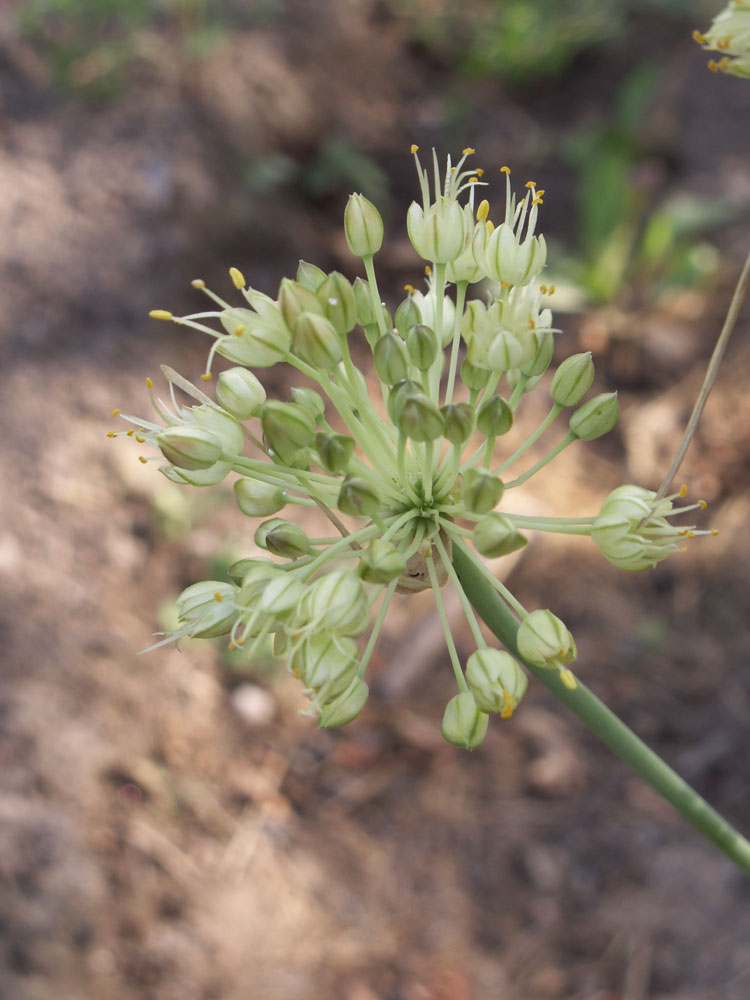 Изображение особи Allium petraeum.