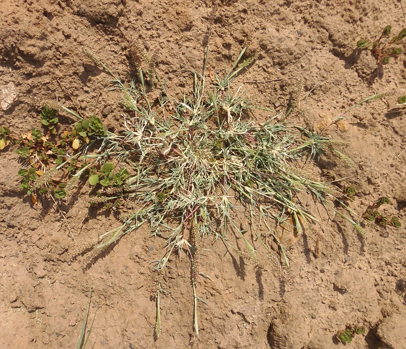Image of Tragus racemosus specimen.