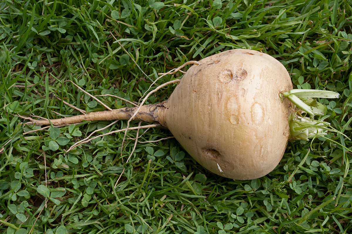 Изображение особи Brassica rapa.