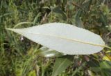 Salix &times; lispoclados