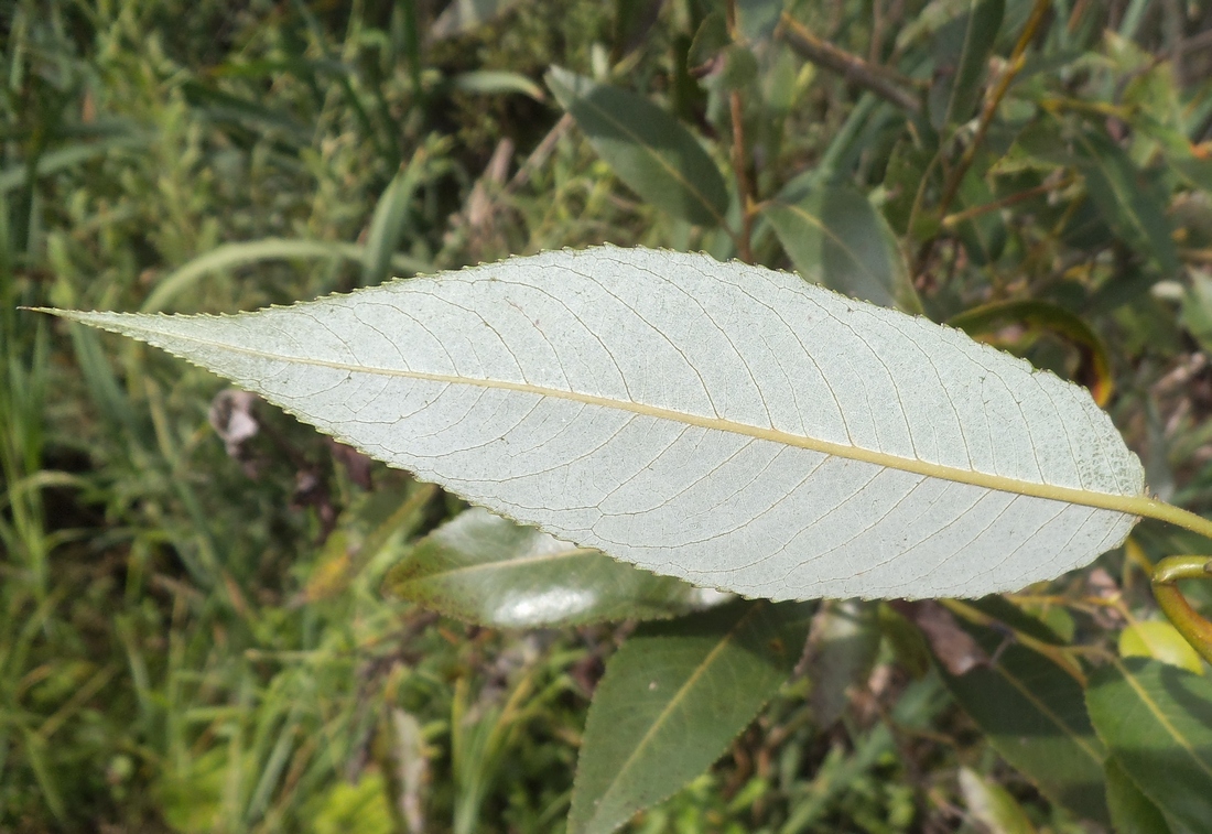 Изображение особи Salix × lispoclados.