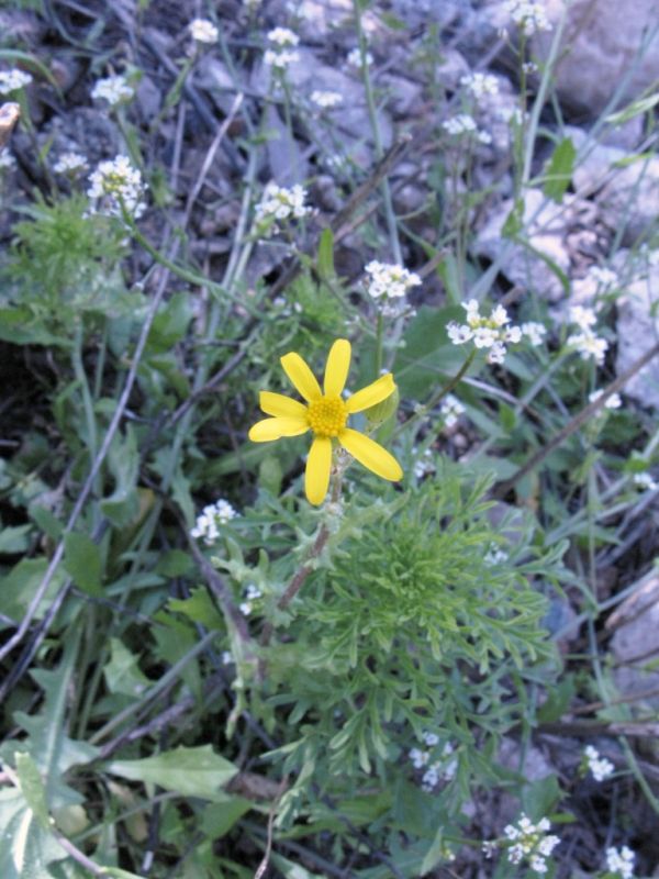 Изображение особи Senecio vernalis.