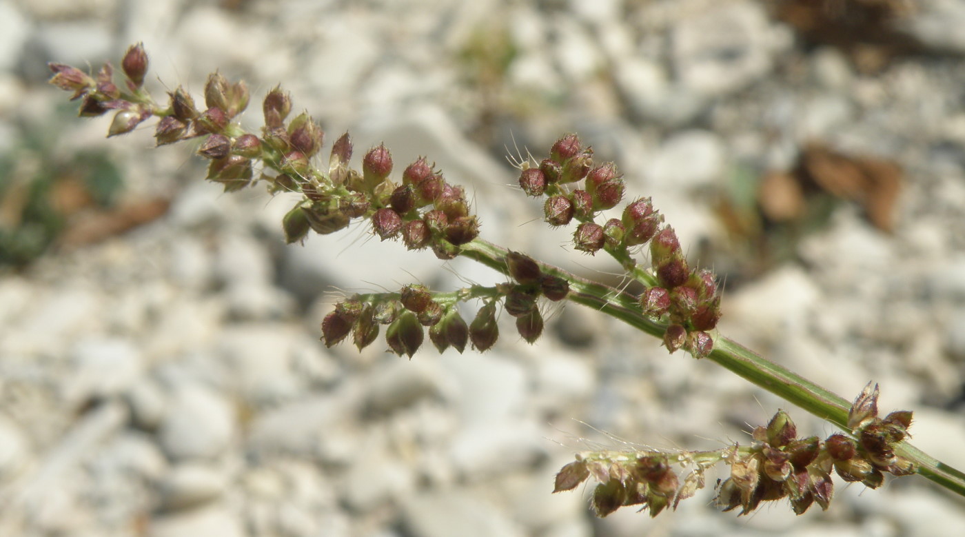 Изображение особи Echinochloa crus-galli.