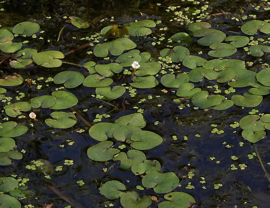 Изображение особи Hydrocharis morsus-ranae.