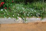 Lantana montevidensis