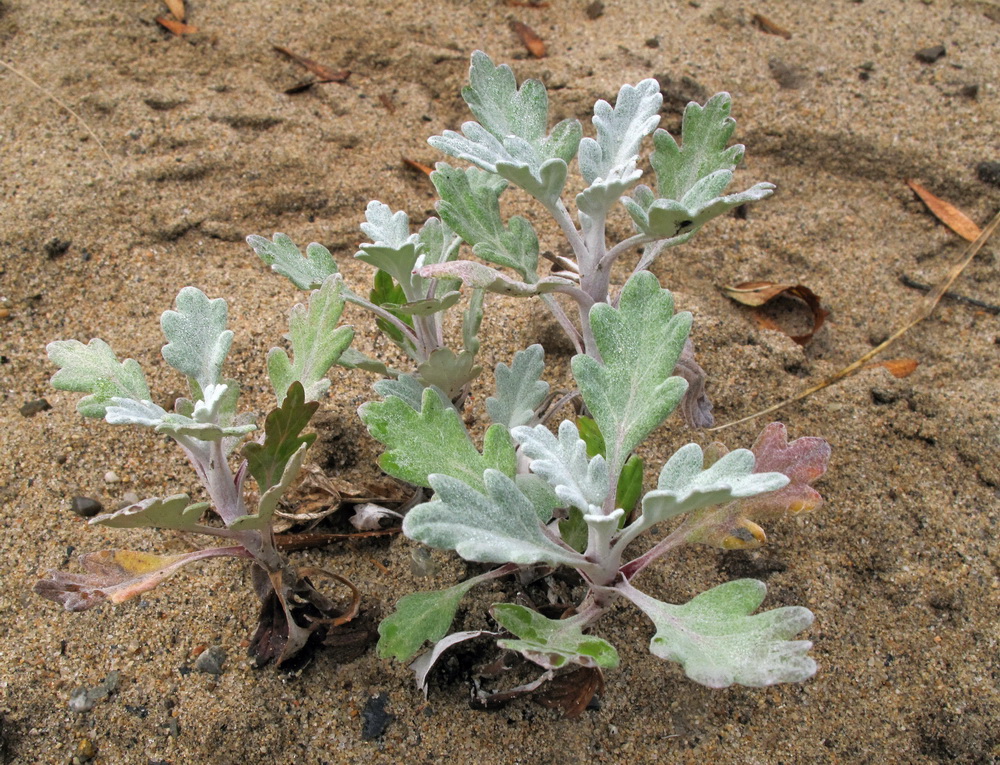 Image of Artemisia stelleriana specimen.