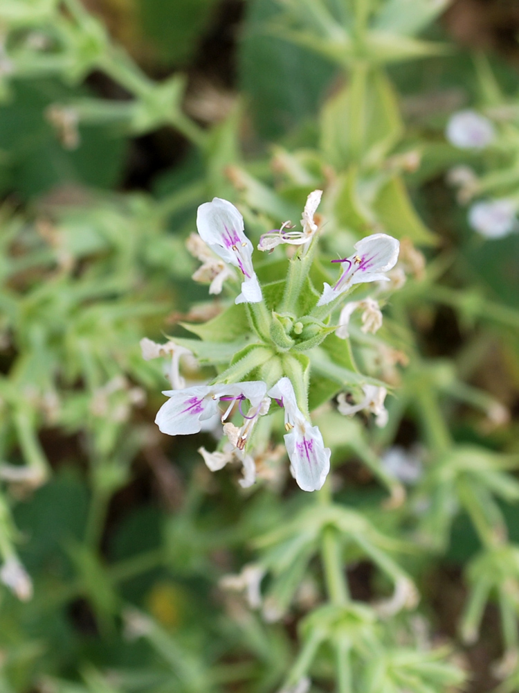 Image of Salvia macrosiphon specimen.