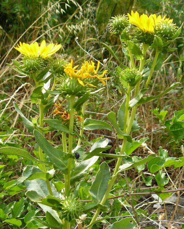 Image of Grindelia squarrosa specimen.