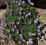 Paraquilegia microphylla