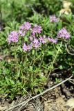 genus Thymus. Цветущее растение. Южный Казахстан, хр. Каржантау, ущ. Кызылбулак. 31.05.2013.