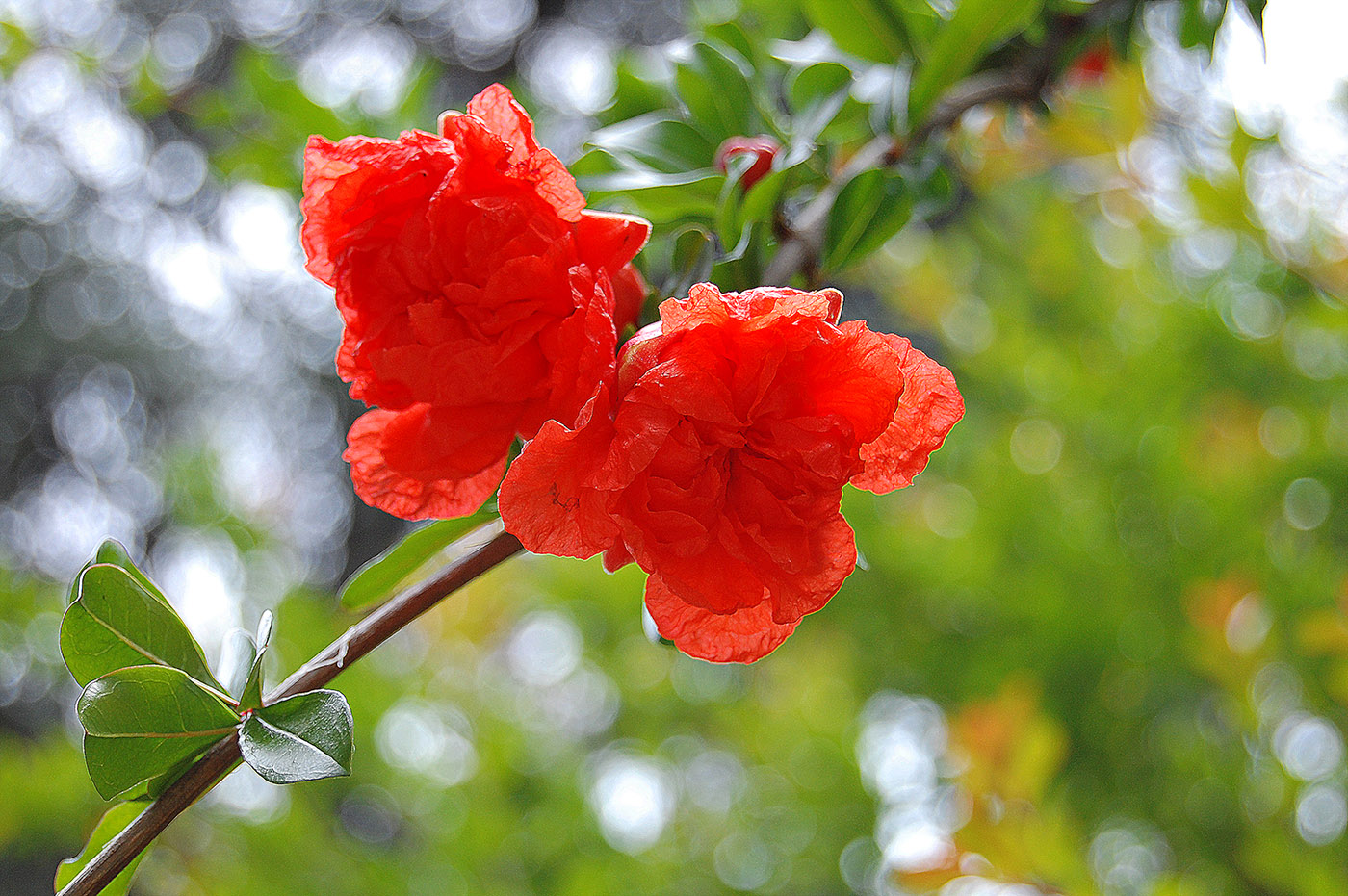 Image of Punica granatum specimen.