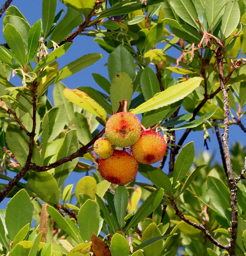 Image of Arbutus unedo specimen.