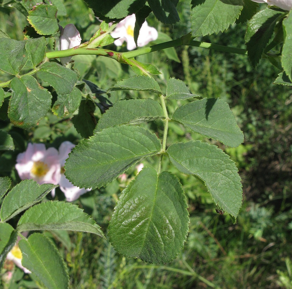 Image of genus Rosa specimen.