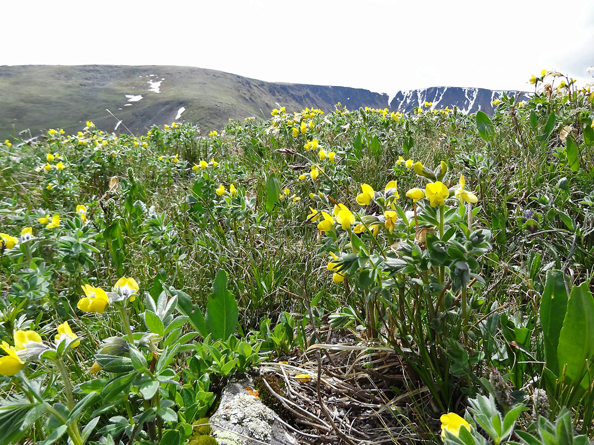Image of Thermopsis alpina specimen.