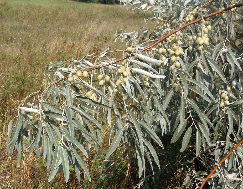 Image of Elaeagnus angustifolia specimen.