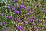 Astragalus onobrychis. Цветущее растение. Крым, Севастополь, окр. пос. Любимовка. 5 июня 2013 г.