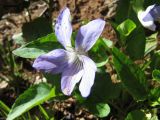 Viola canina