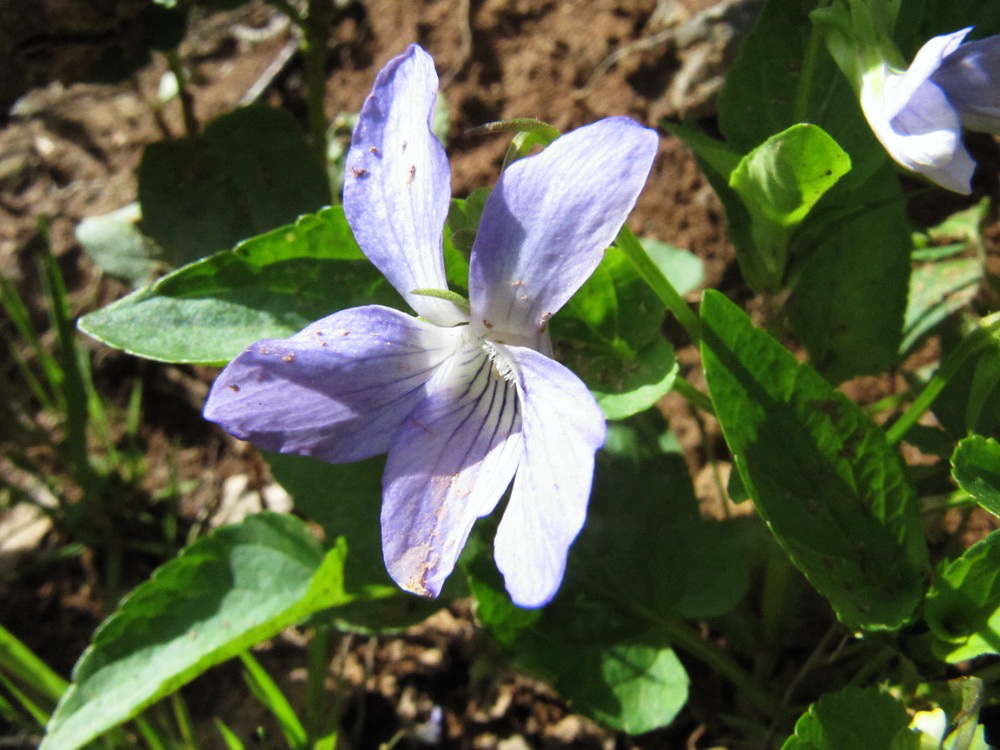 Image of Viola canina specimen.