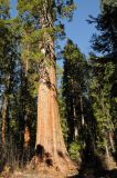 Sequoiadendron giganteum