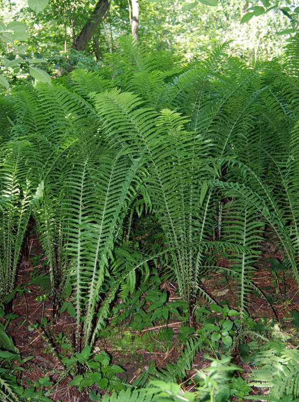 Image of Matteuccia struthiopteris specimen.