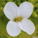 Alliaria petiolata. Цветок. Ростовская обл., Неклиновский р-н, Носовское с/п, балка Дедова. 15.04.2014.