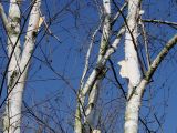 Betula utilis variety jacquemontii. Средние части скелетных ветвей. Германия, г. Дюссельдорф, Ботанический сад университета. 13.03.2014.